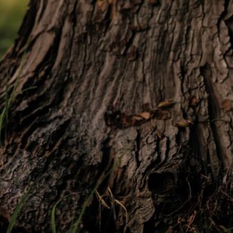 Golf ball under a tree