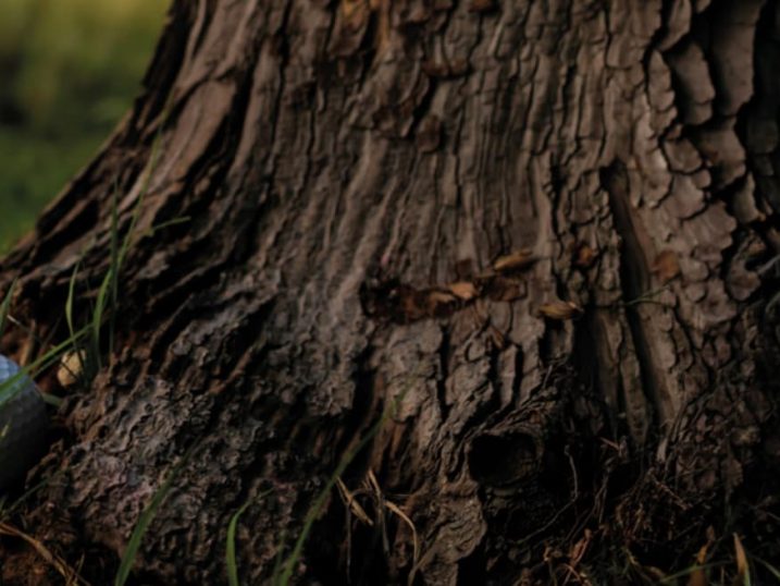 Golf ball under a tree